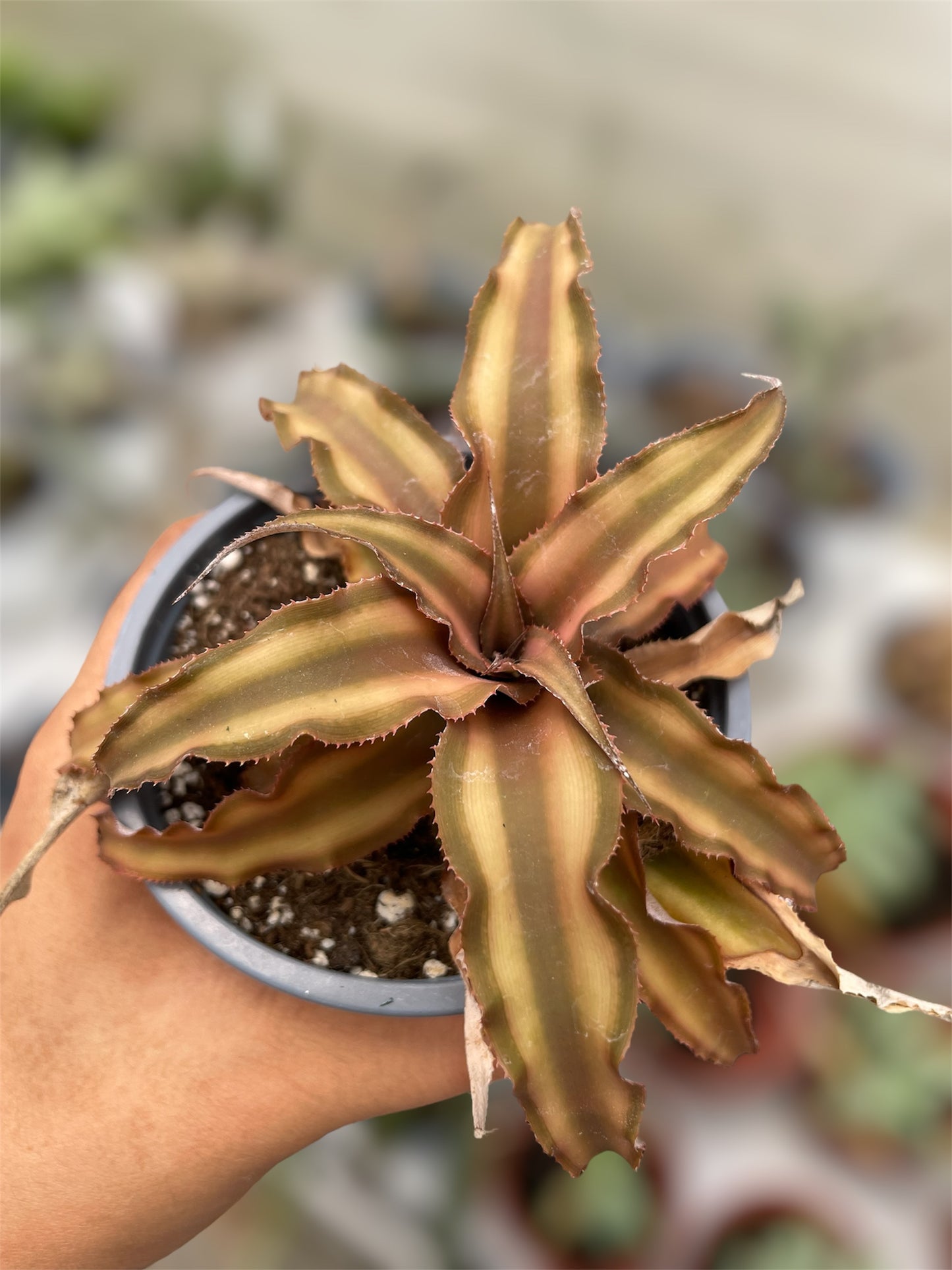 Cryptanthus Bivittatus