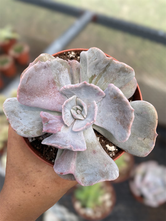 Echeveria Pollux Monstruosa