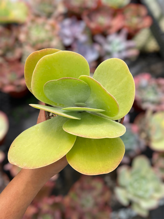 Kalanchoe Thyrsiflora