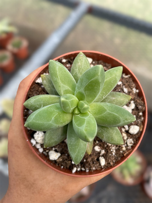 Pachyphytum Compactum