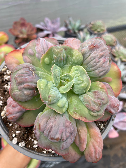 Echeveria Meteorite