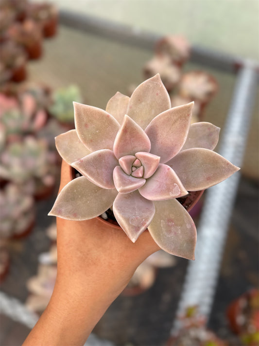 Graptopetalum Paraguayense