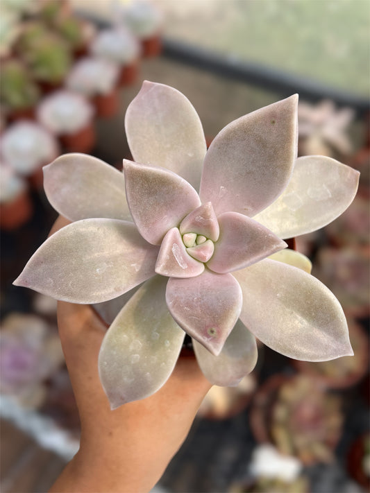 Graptopetalum Paraguayense