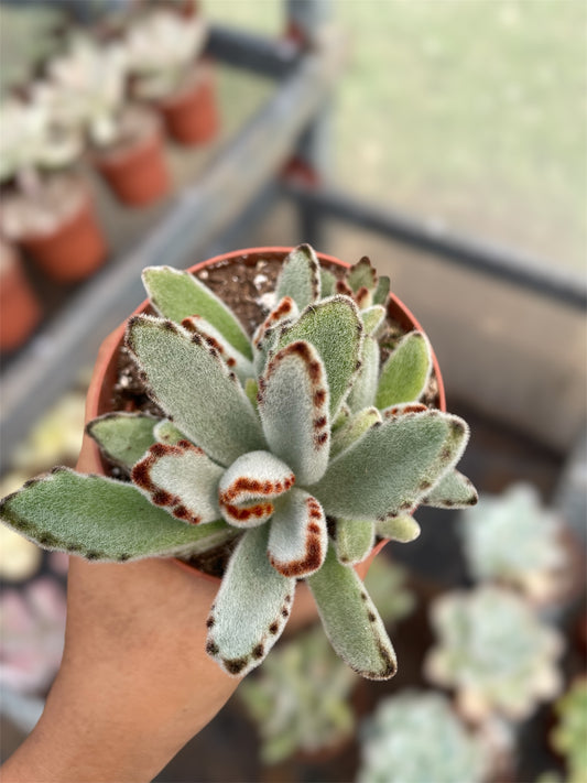 Kalanchoe Tomentosa