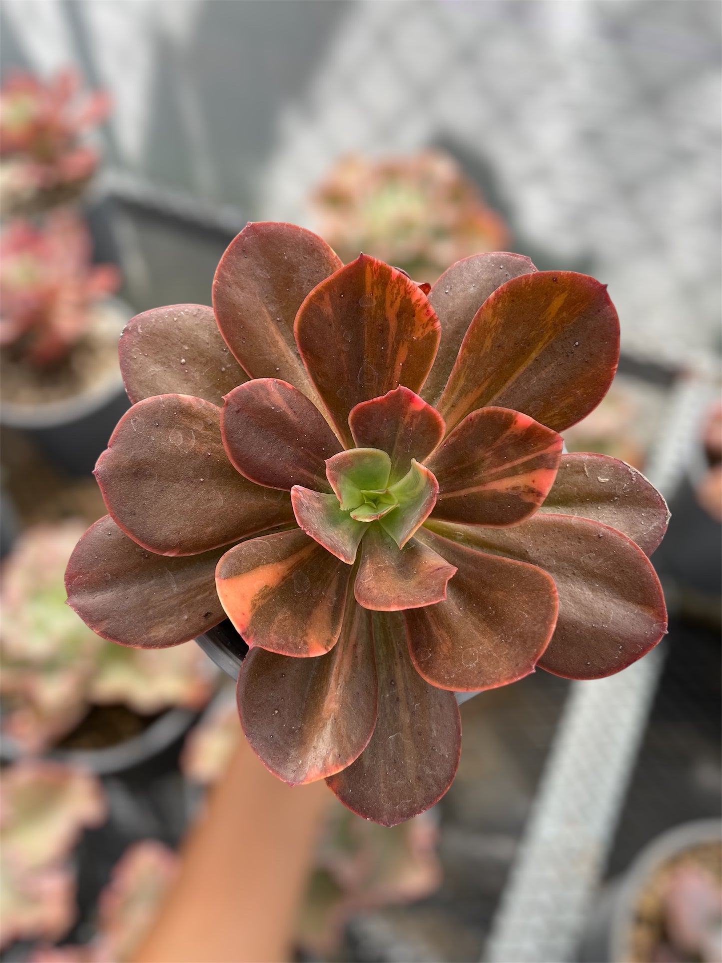 Echeveria Primadonna Variegada