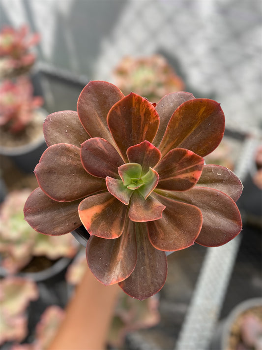 Echeveria Primadonna Variegada