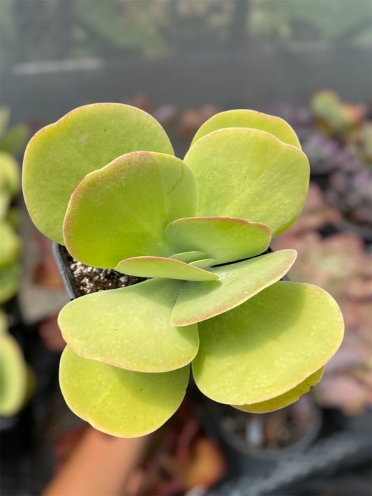 Kalanchoe Thyrsiflora