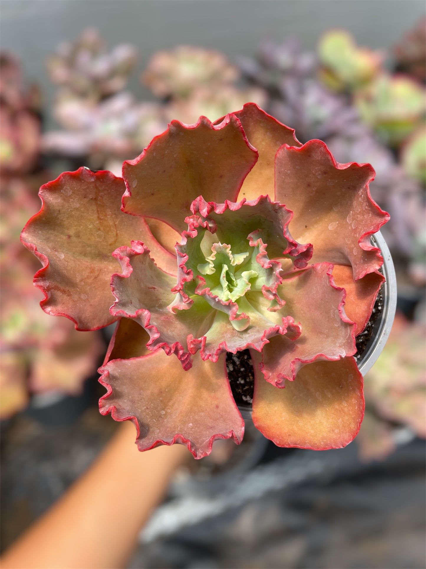 Echeveria Diamond State Revertida