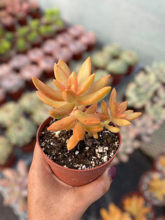 Sedum Nussbaumerianum