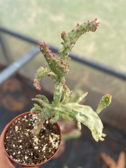 Opuntia Monacantha Variegada
