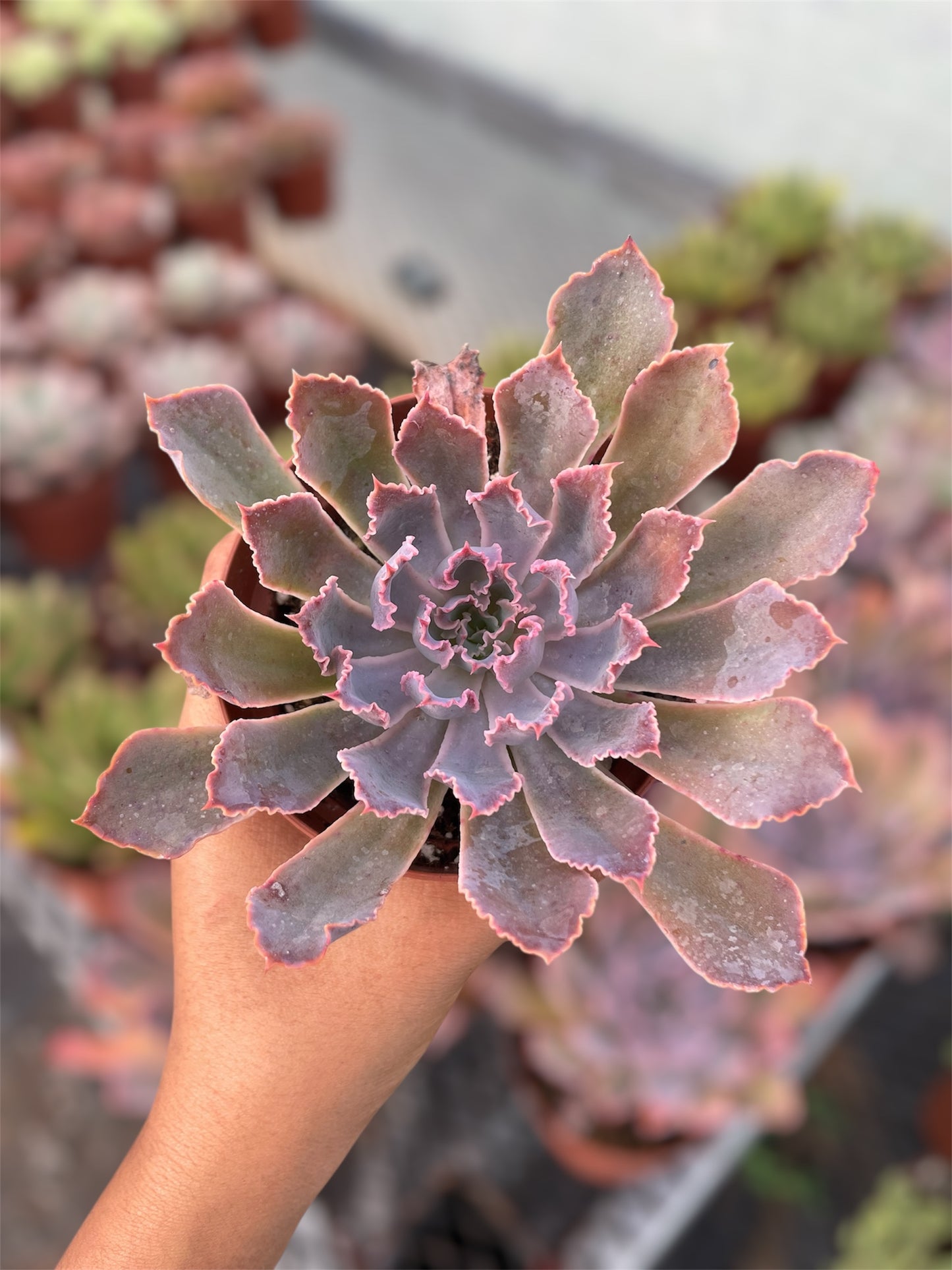 Echeveria Neón Breaker
