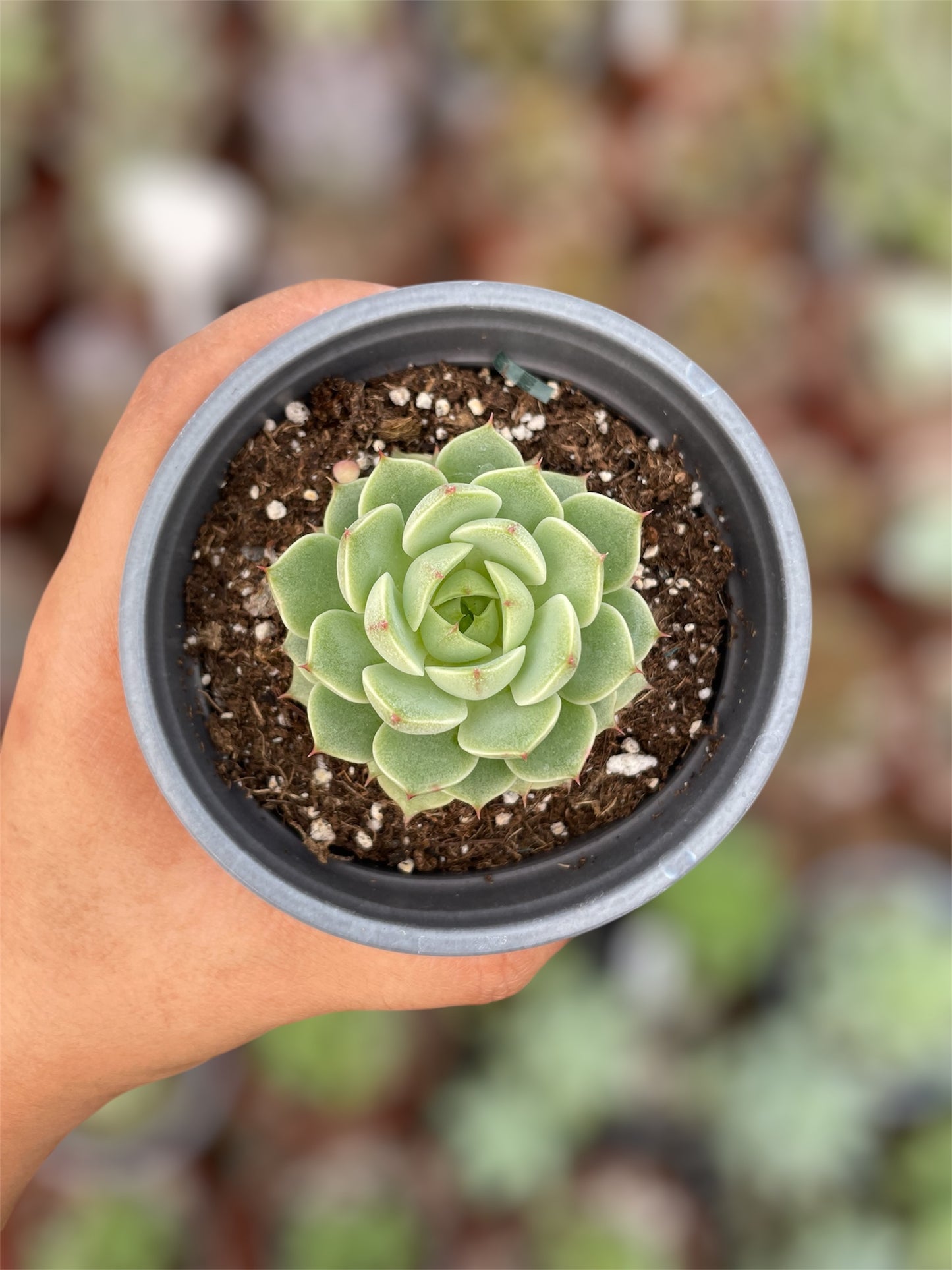 Echeveria Ben Badis