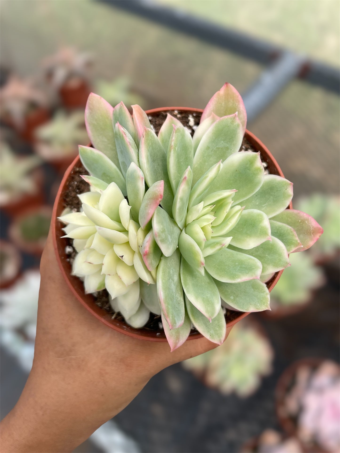 Echeveria Lemon Lime Variegada