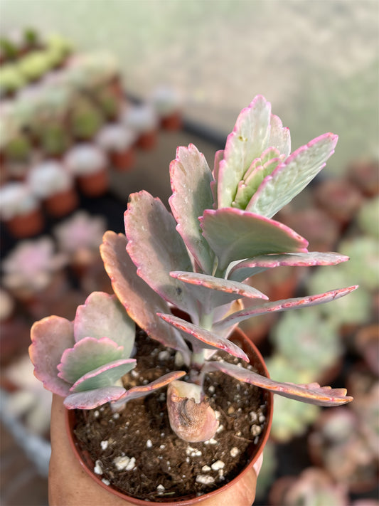 Kalanchoe Fedtschekoi