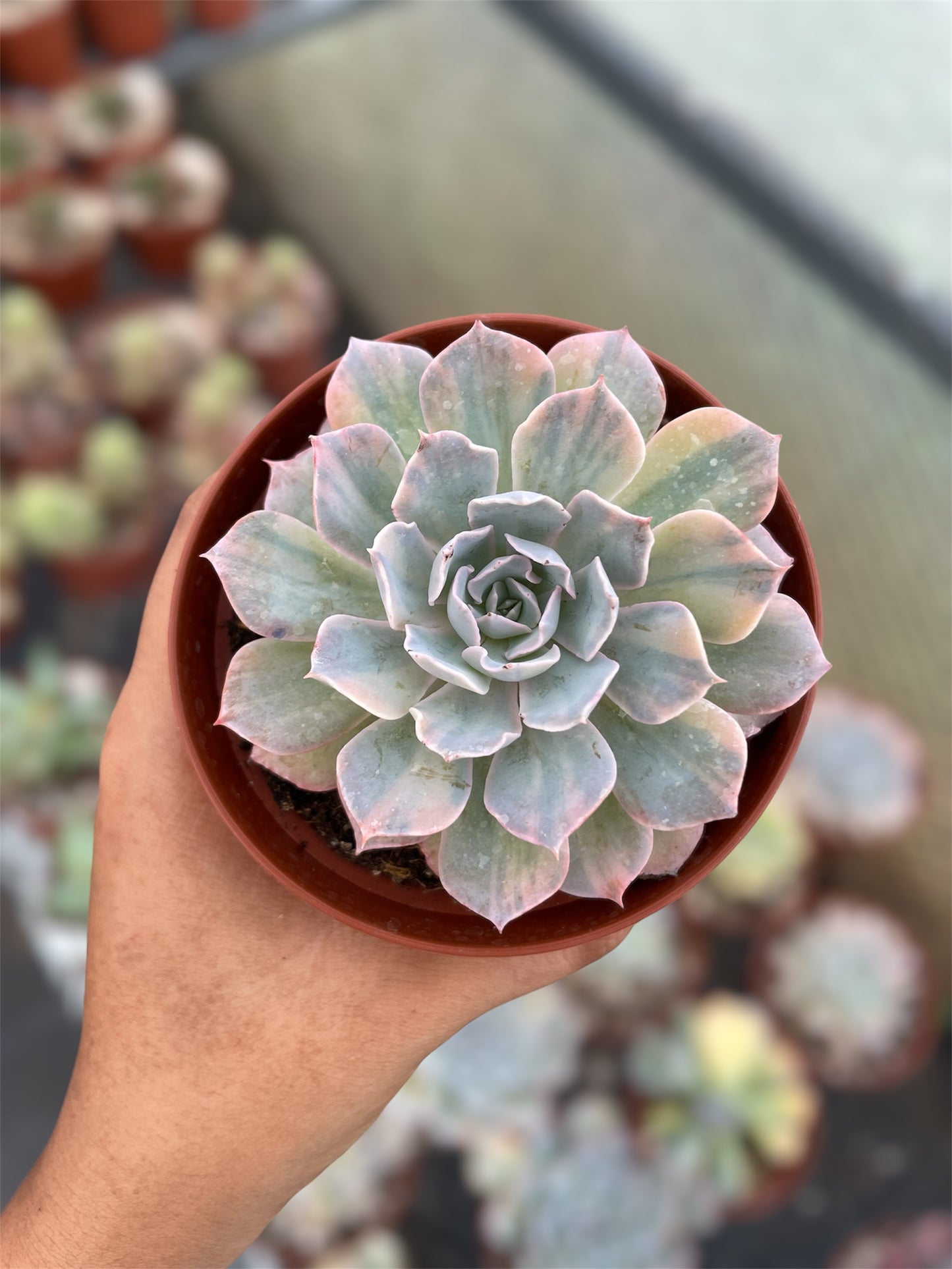 Echeveria Blue Hero
