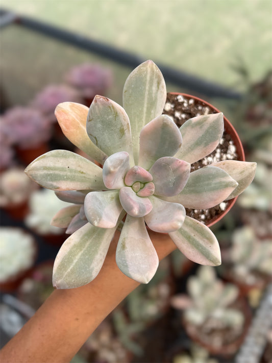Pachyphytum Pachyphytoides Variegado
