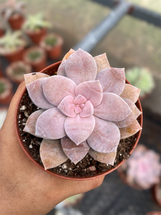Graptopetalum Superbum