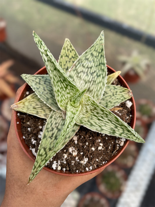 Aloe White