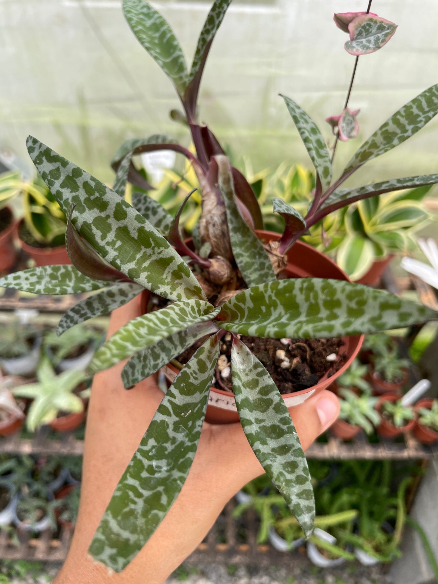 Ledebouria