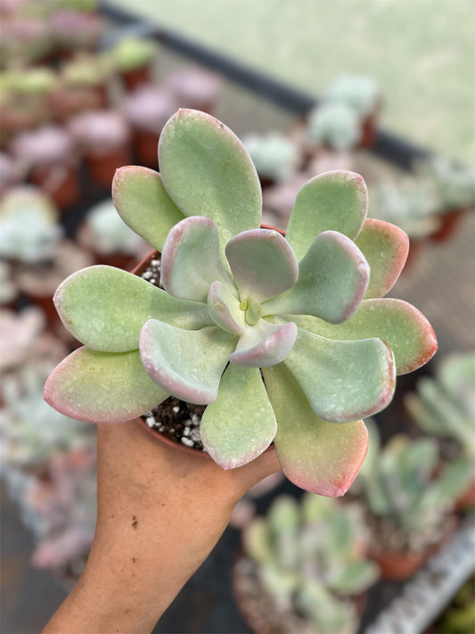 Pachyphytum Sin ID