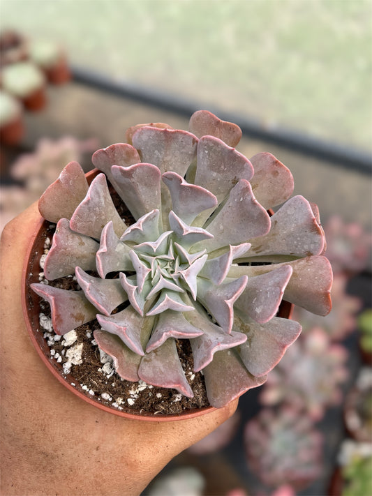 Echeveria Swan Lake