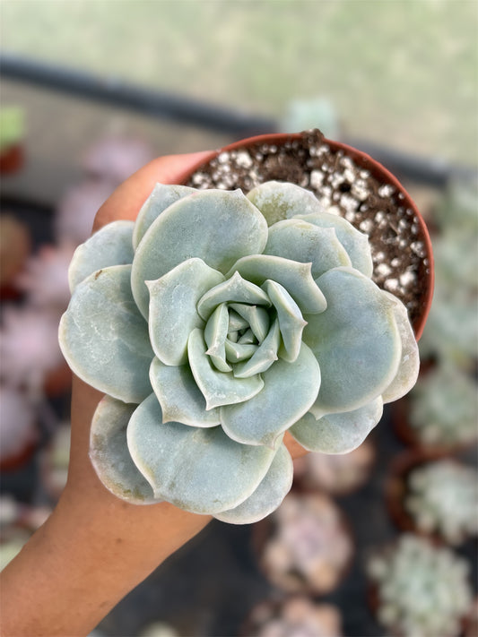 Echeveria Lovely Rose