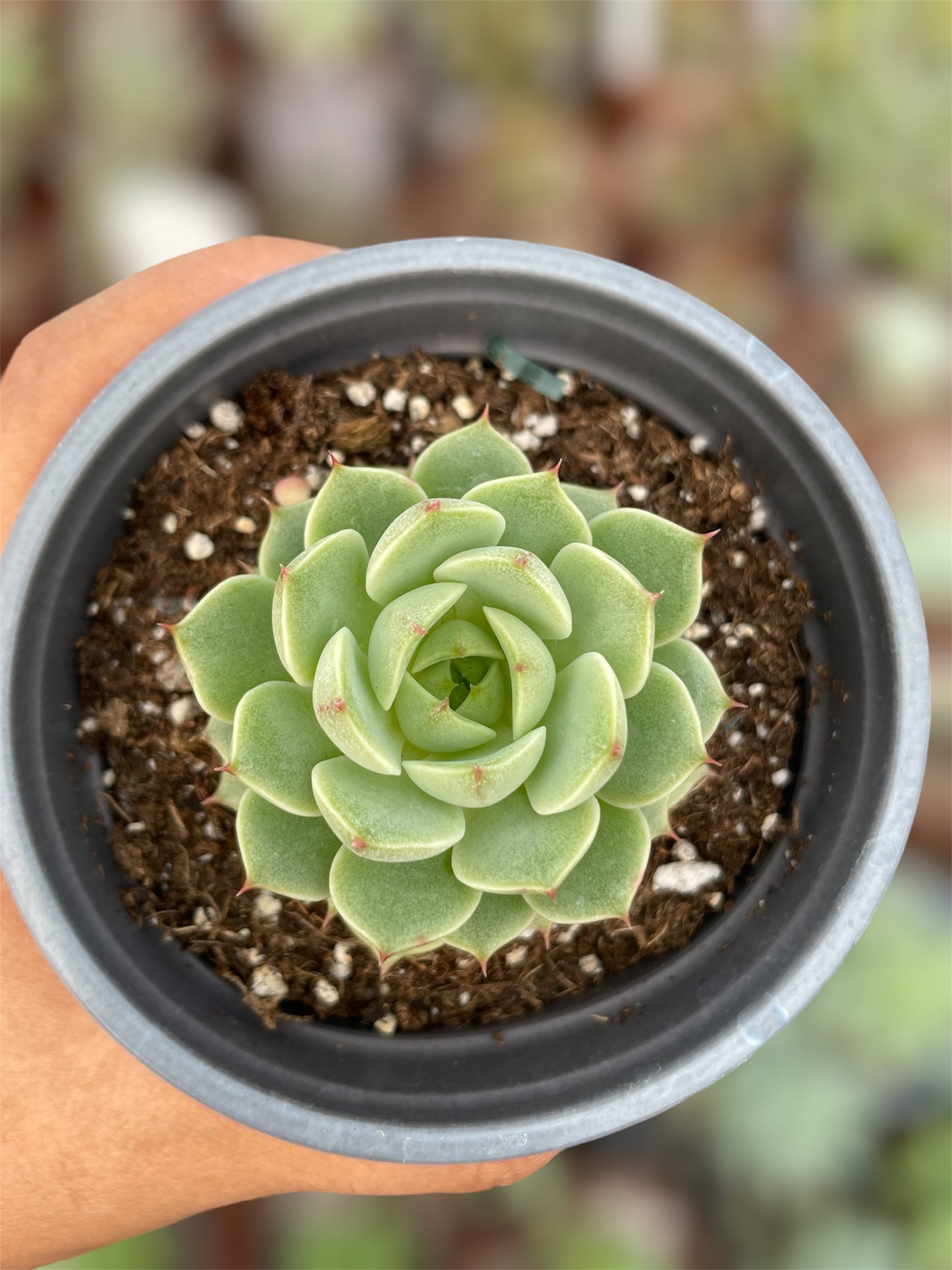 Echeveria Ben Badis