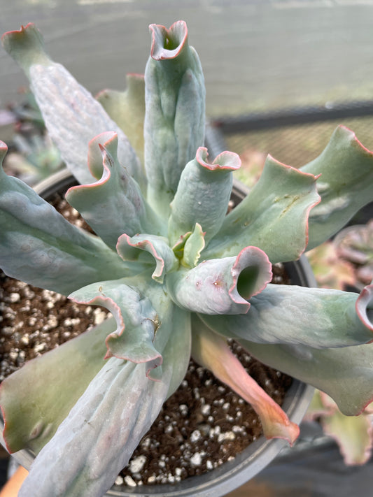 Echeveria Culibra