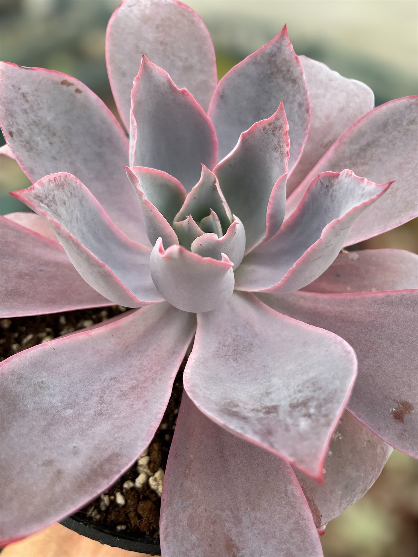 Echeveria Afterglow