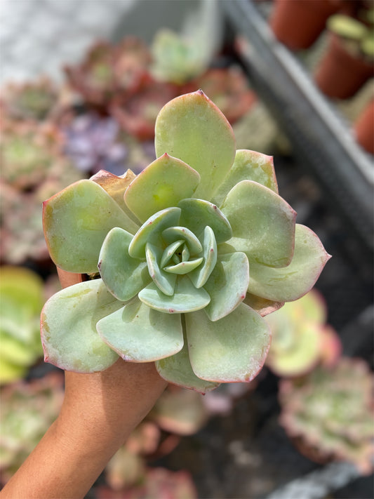 Echeveria Hakuhou