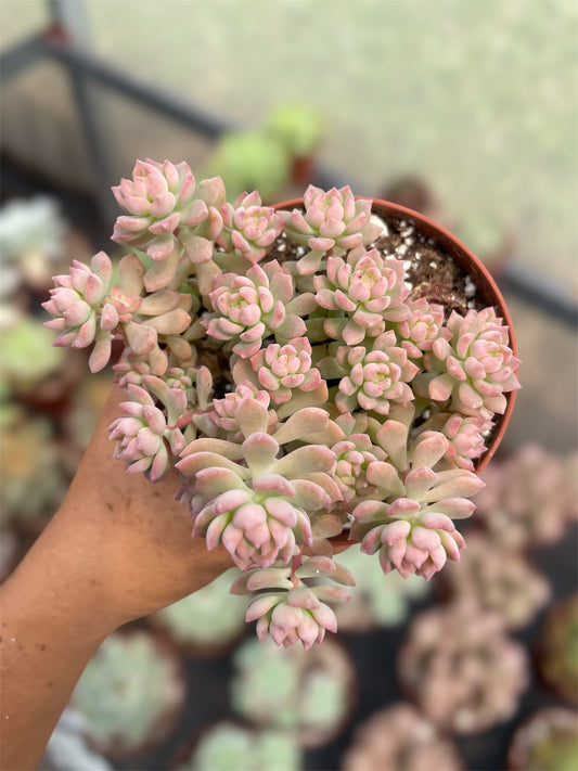 Echeveria Querencia
