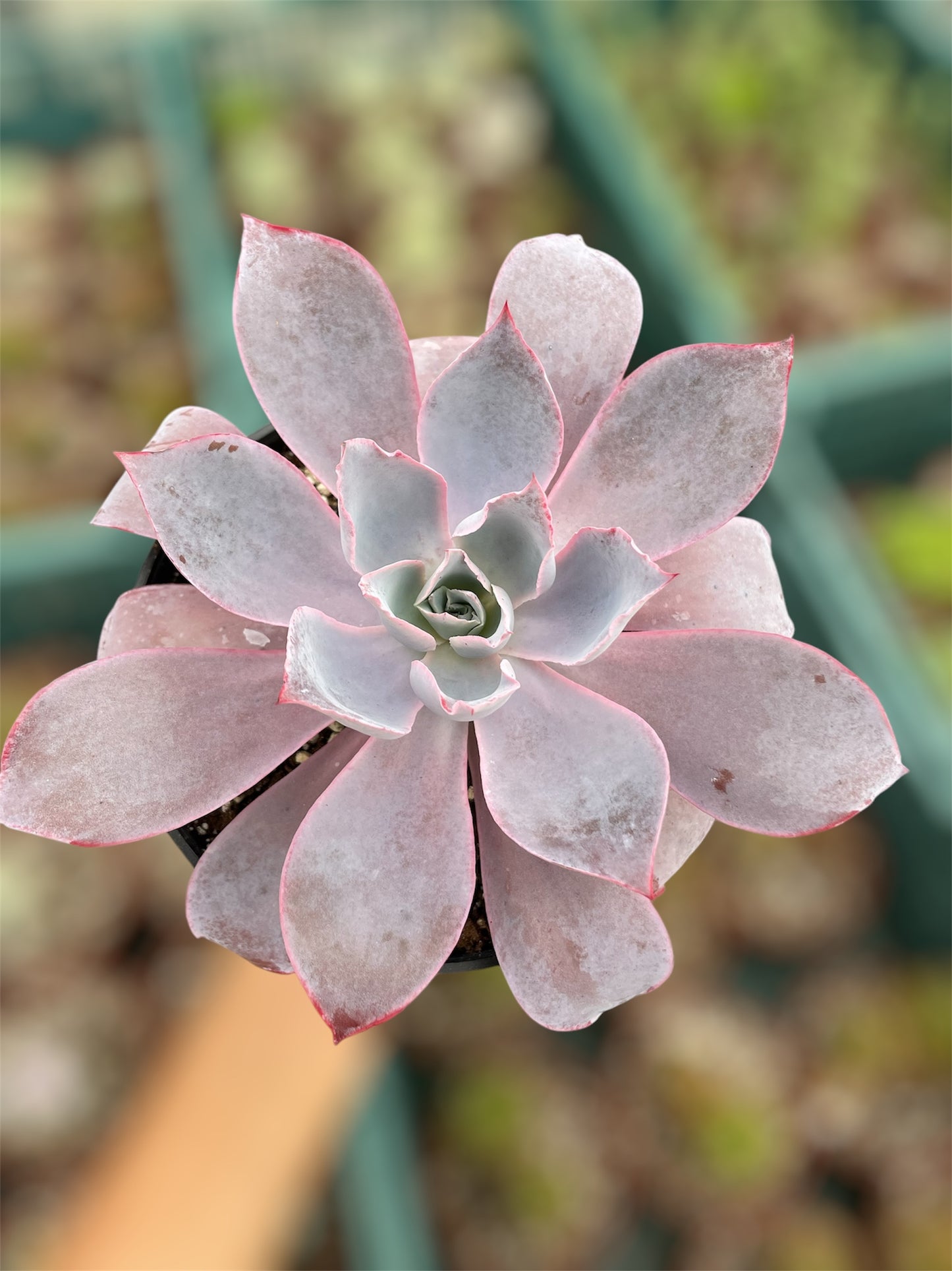 Echeveria Afterglow