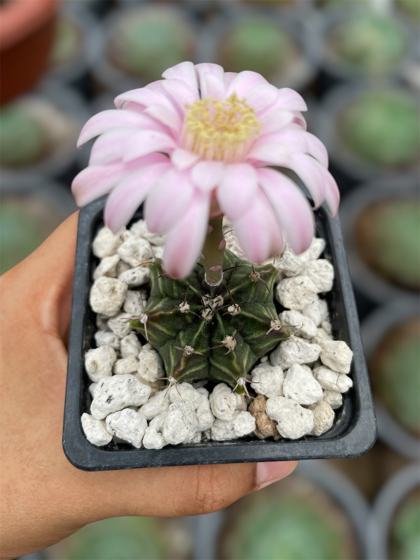 Gymnocalycium Mihanovichii