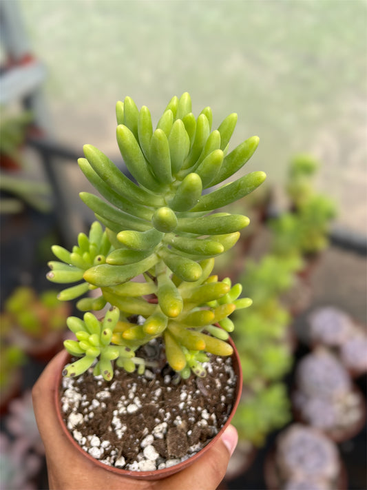 Sedum Sin ID