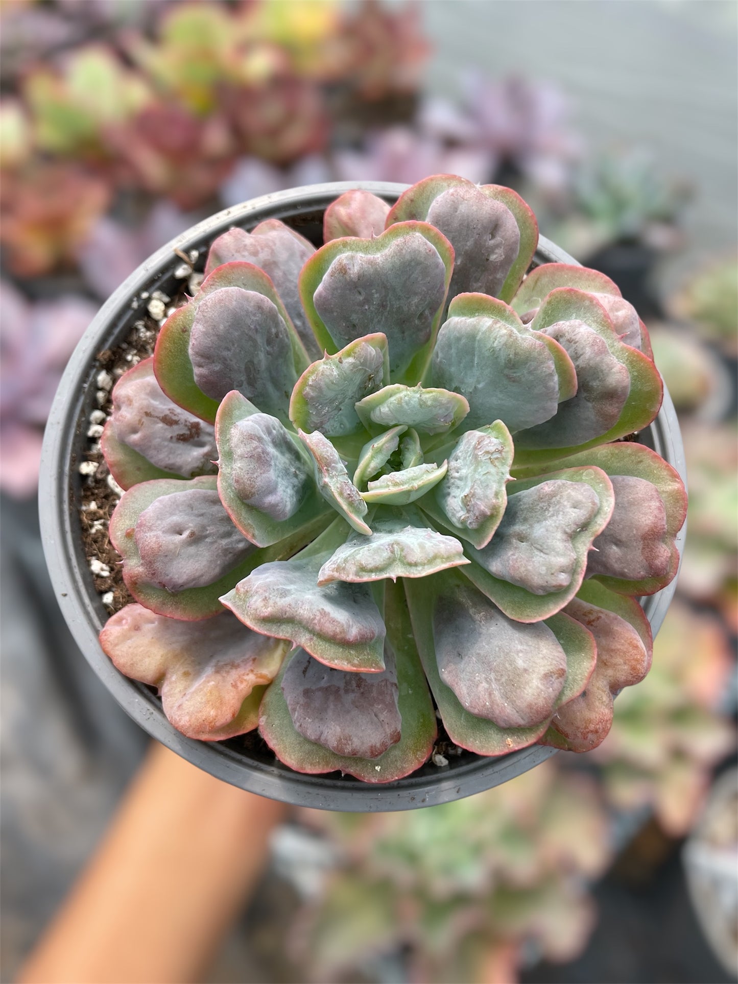 Echeveria Heart's Delight