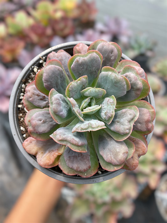 Echeveria Heart's Delight