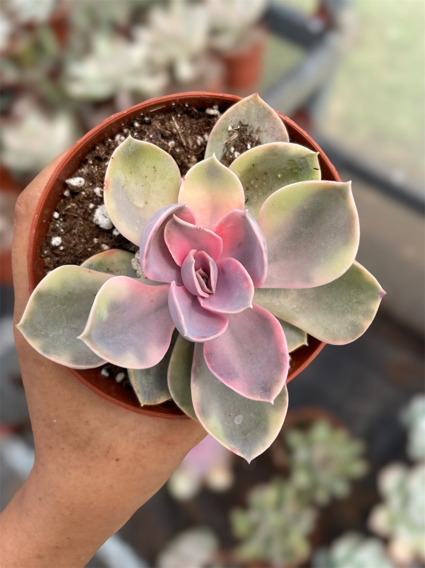 Echeveria Rainbow