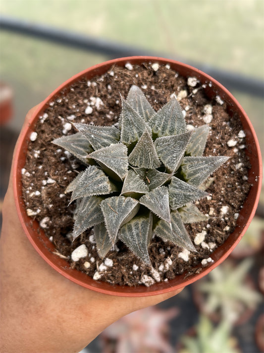Haworthia Emelyae