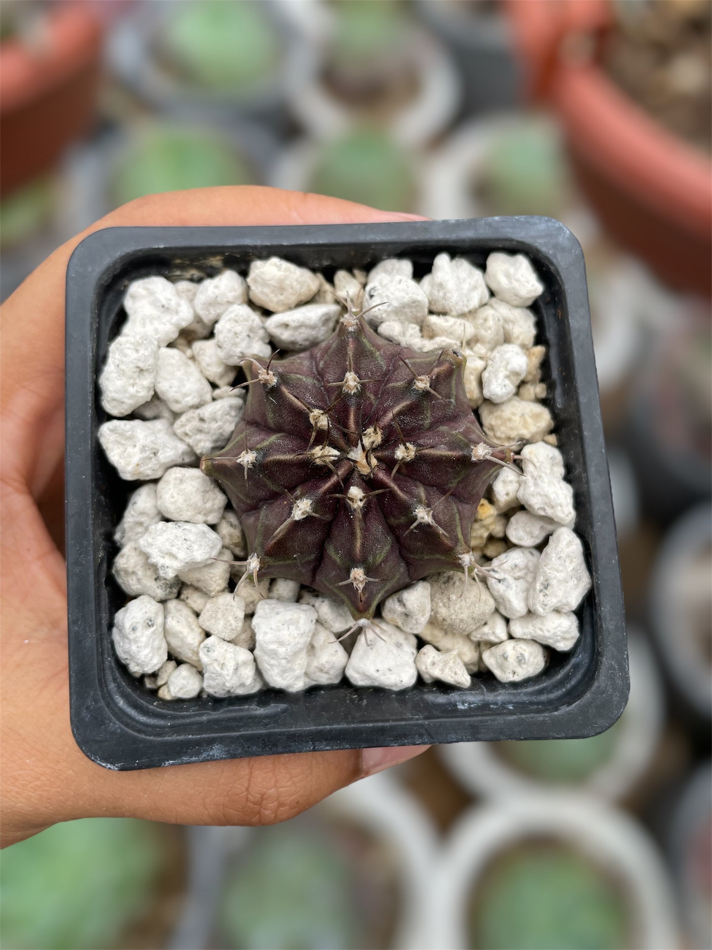 Gymnocalycium Mihanovichii