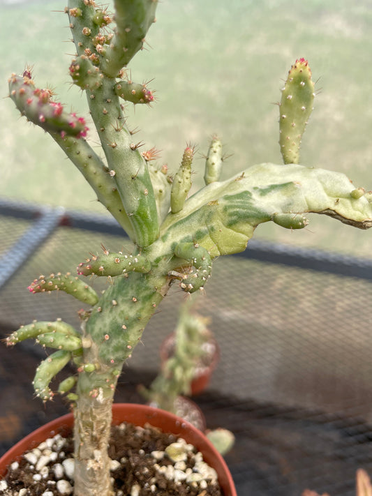 Opuntia Monacantha Variegada