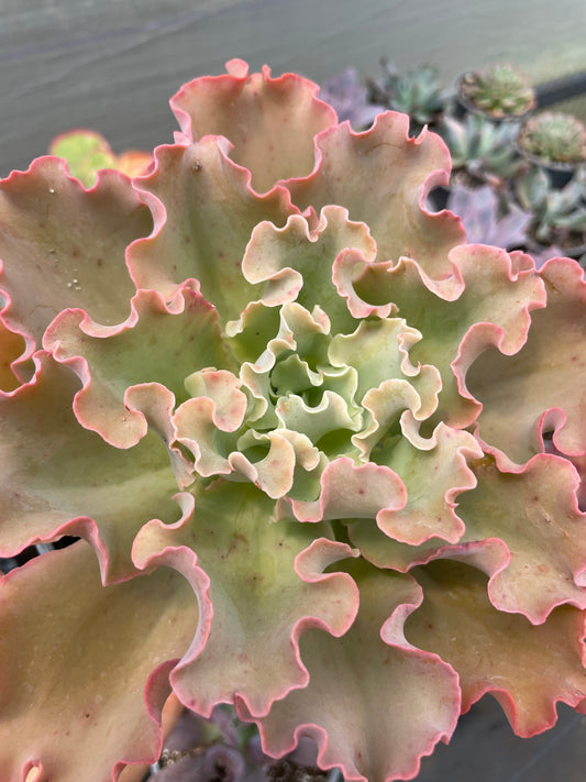 Echeveria Blue Giant