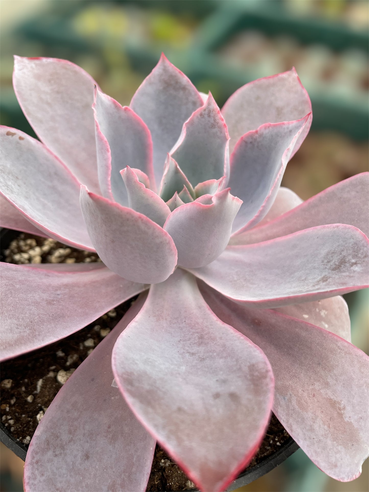 Echeveria Afterglow