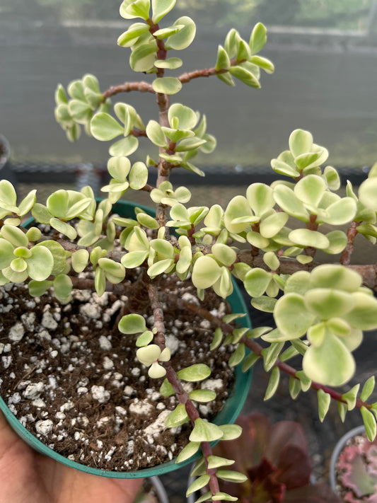 Portulacaria Afra Variegada