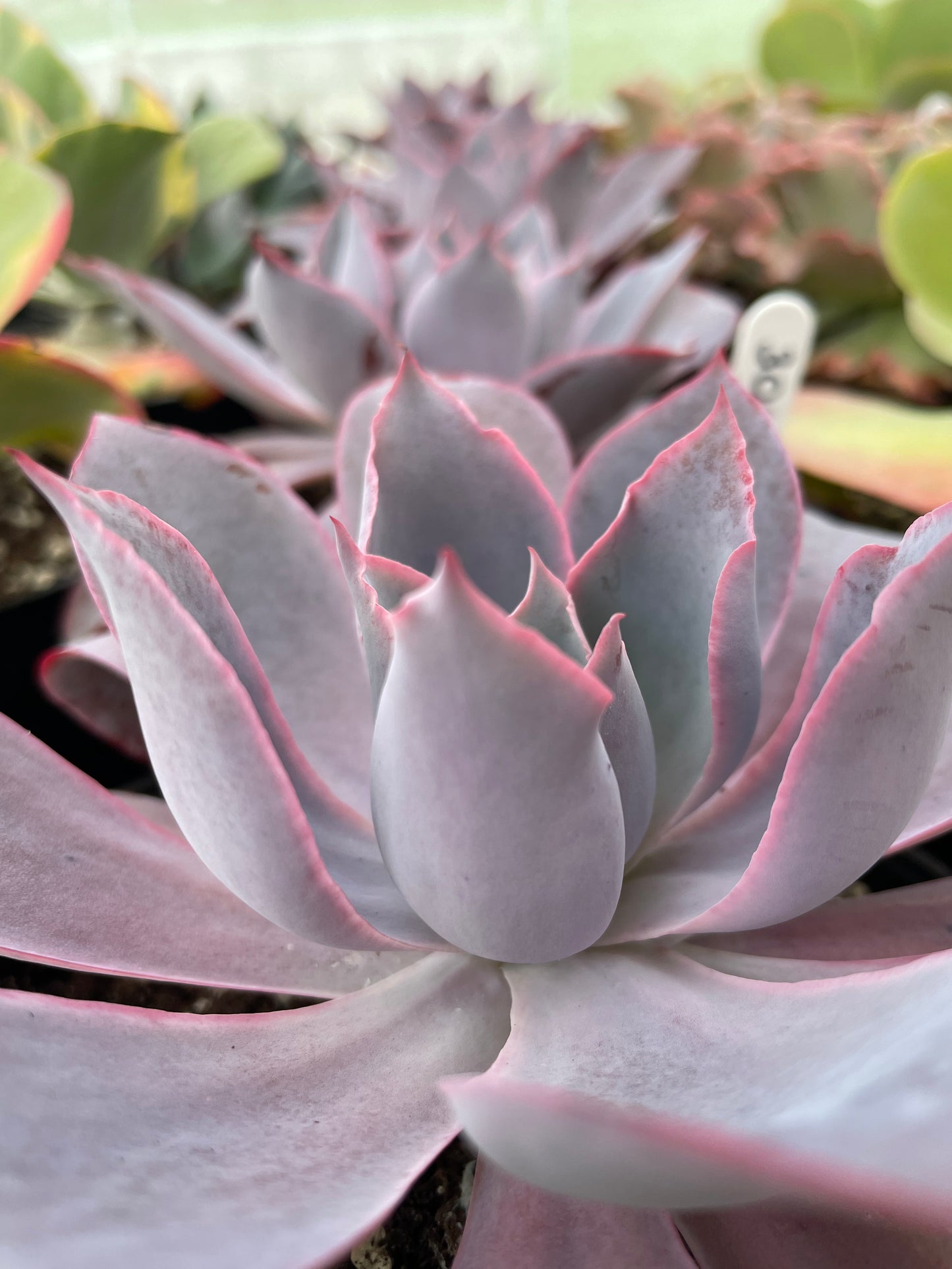 Echeveria Afterglow