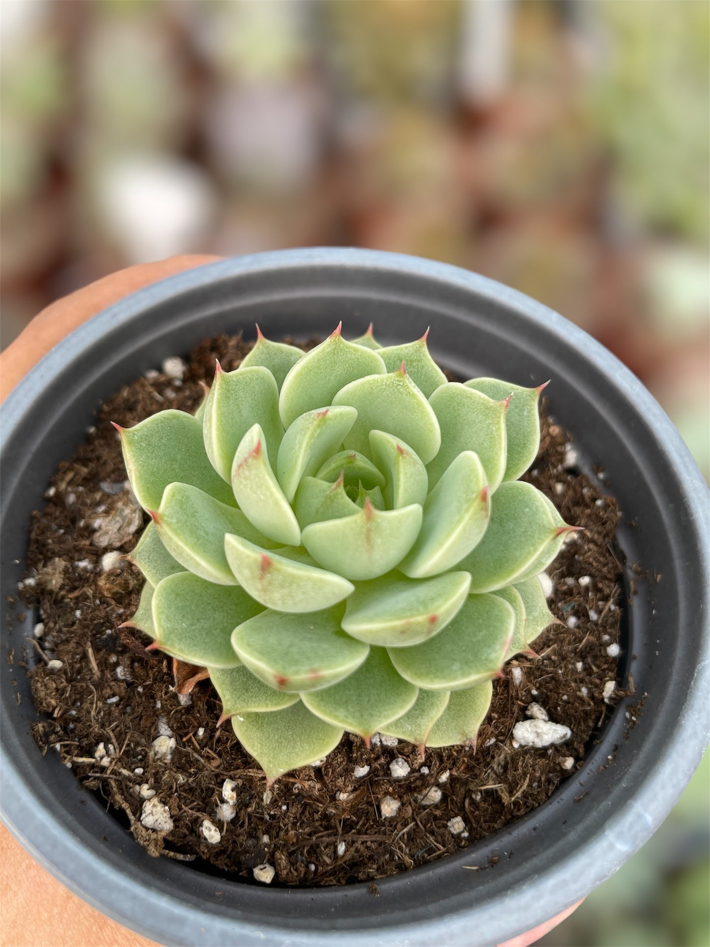 Echeveria Ben Badis
