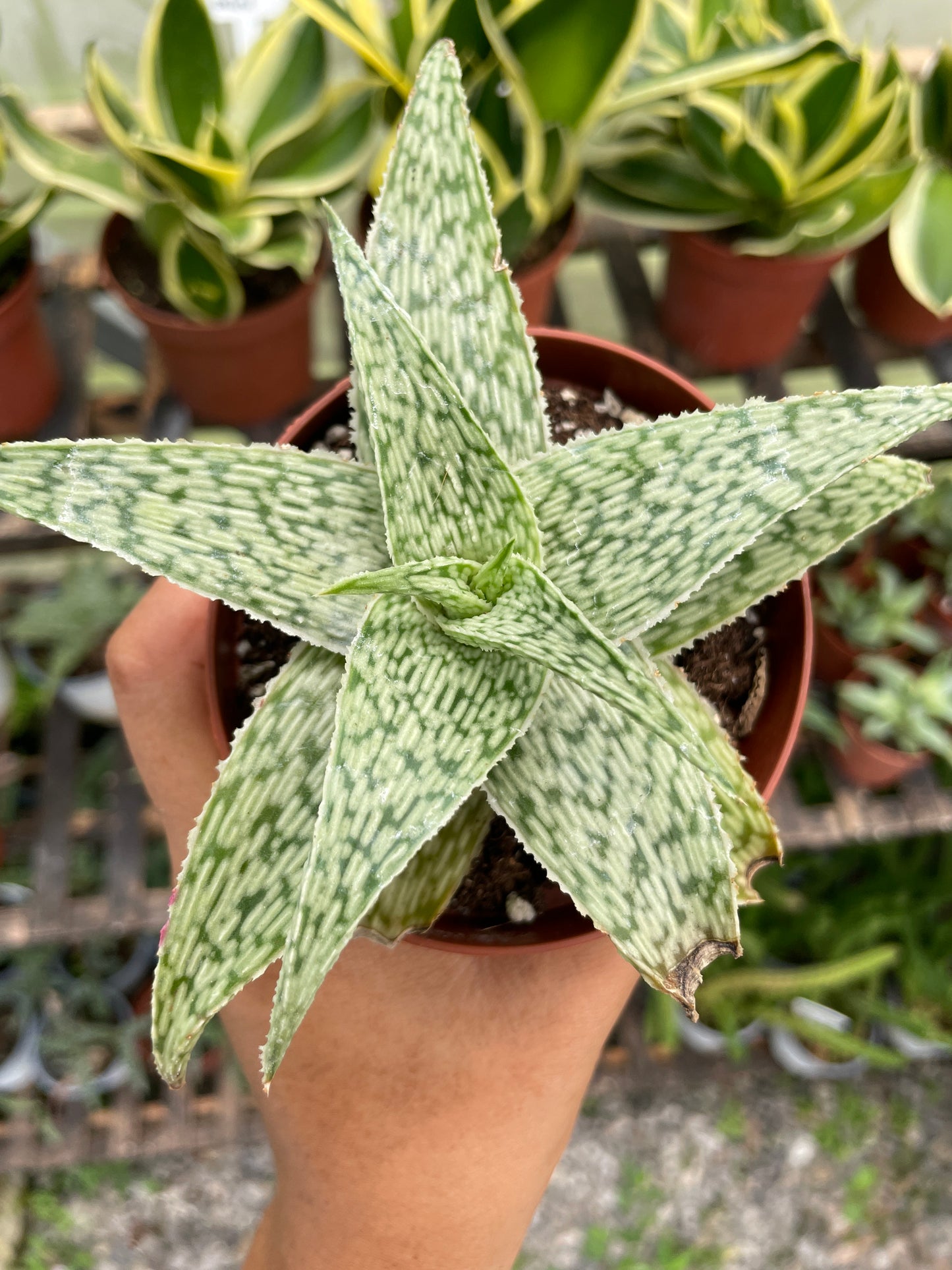 Aloe White