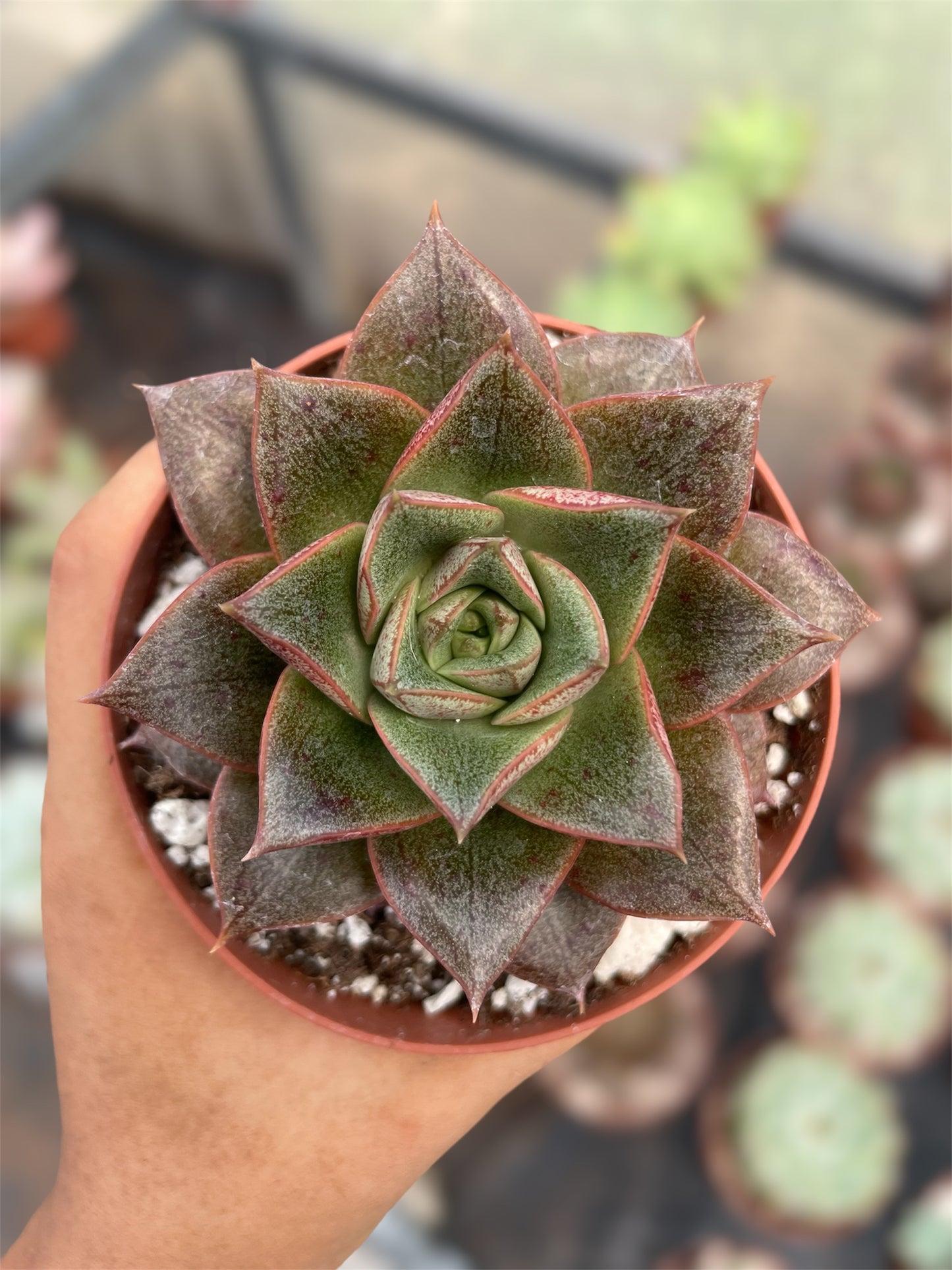 Echeveria Purpusorum