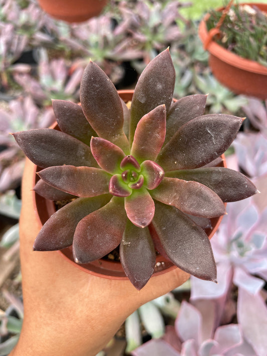 Echeveria Serrana