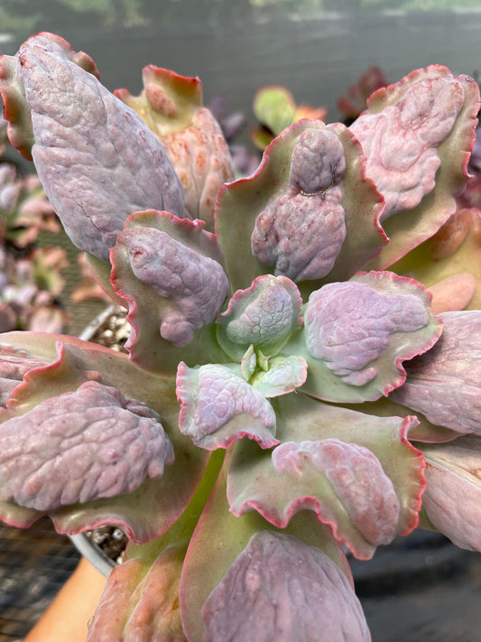 Echeveria Lilac Snow
