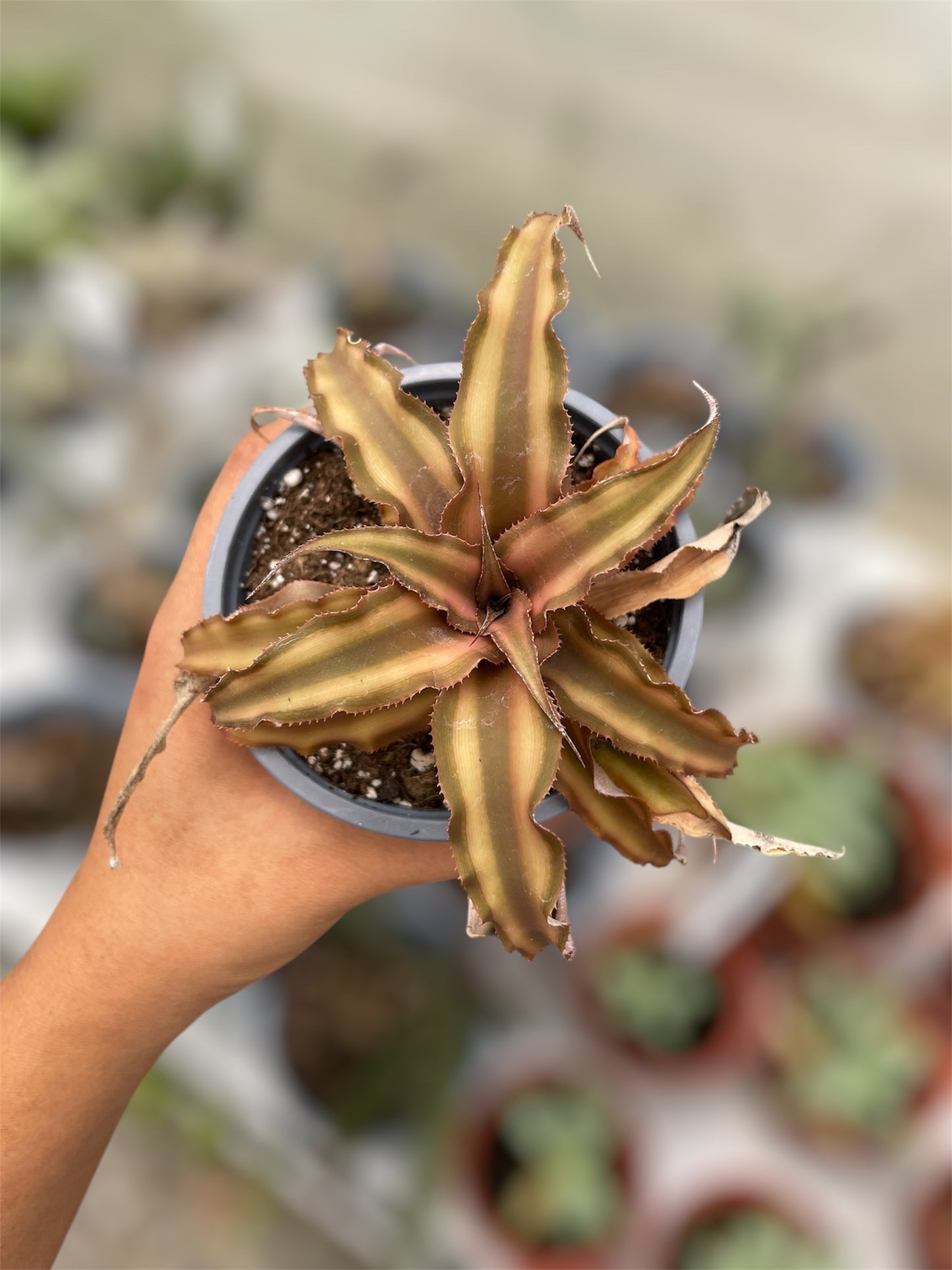 Cryptanthus Bivittatus